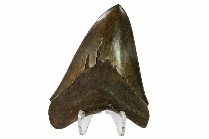 Fossil Megalodon Tooth - Georgia #145454